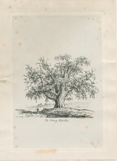 Tutbury - "Wych Elm": engraving، nd [c 1820] بواسطة يعقوب جورج سترات