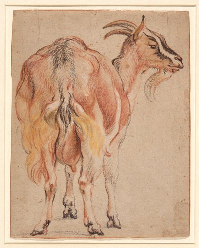 الماعز ، حوالي 1657 (طباشير وغسيل معزز بالأبيض) بواسطة يعقوب جوردان