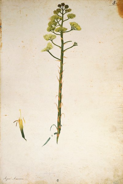 Century plant flower (Agave americana) by Jacopo Ligozzi بواسطة جاكوبو ليغوزي