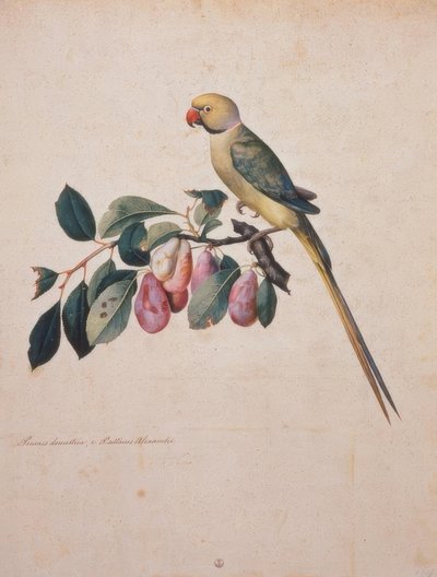 Prunus domestica ، من الإسكندر الببغاء من بواسطة جاكوبو ليغوزي