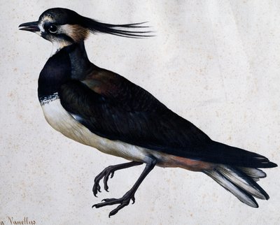 Tringa vanellus (Lapwing) by Jacopo Ligozzi (1547-1627) بواسطة جاكوبو ليغوزي