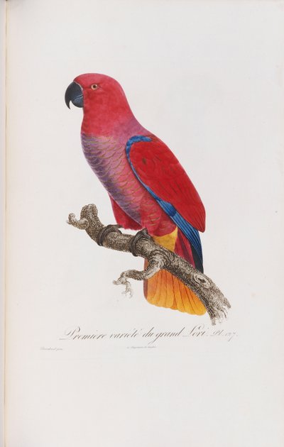 العرض الأول Variete du Grand Lori ، منقوش بواسطة Langlois ، c.1801-05 بواسطة جاك باراباند