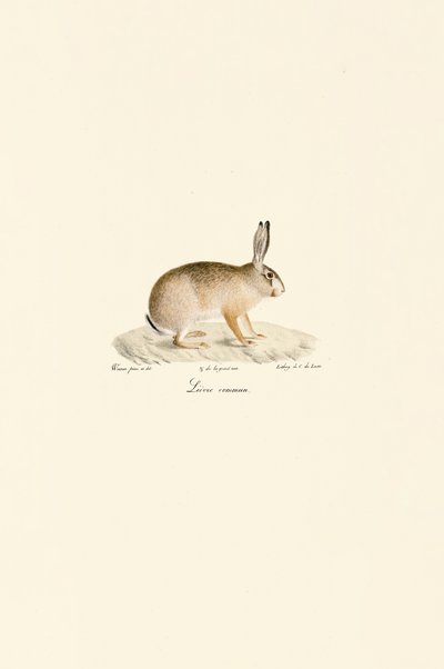 الأرنب الأوروبي بواسطة Jacques Christophe Werner