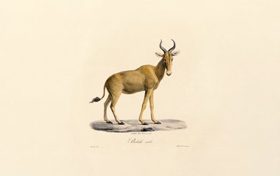  بواسطة 
