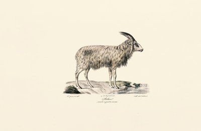 ماعز طويل الشعر بواسطة Jacques Christophe Werner