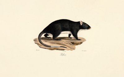 فأر المسك بواسطة Jacques Christophe Werner