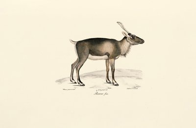 غزال المسك السيبيري (Moschus moschus moschiferus) بواسطة Jacques Christophe Werner