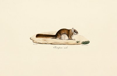 السنجاب الطائر الجنوبي (ذكر) بواسطة Jacques Christophe Werner