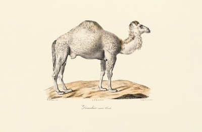  بواسطة 