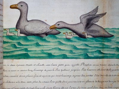 البط المسمى Ploplos ، مضيق ماجلان ، ألوان مائية من كتاب السجل لجاك جوين دي بيوشيزن (1652-1730) ، قبطان Compagnie royale de la Mer du Sud ، من 1698 إلى 1701 ، فرنسا بواسطة جاك جوين دي بيوشيزن