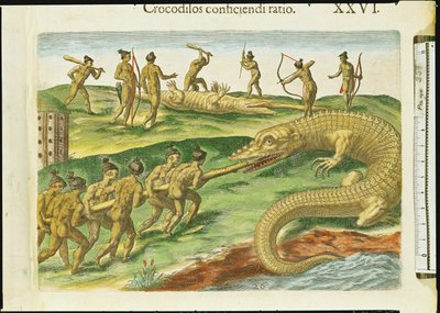 تمساح الصيد ، من "Brevis Narratio" ، منقوش بواسطة Theodore de Bry (1528-98) 1563 (تفاصيل 180138) بواسطة جاك لو موين