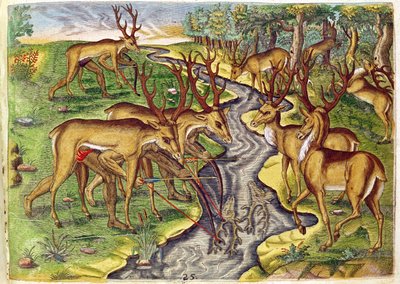 Stag Hunter ، من "القصة القصيرة ..." ، نقشها تيودور دي بري (1528-98) 1563 بواسطة جاك لو موين