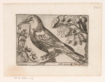 فوجل شوتا مارينا (العنوان على الكائن) Vogels (عنوان المسلسل) بواسطة مونوجراميست AG