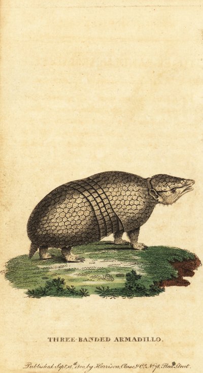 أرماديلو ثلاثي النطاقات البرازيلي ، Tolypeutes tricinctus ، 1800 (نقش) بواسطة جاك دي سيف