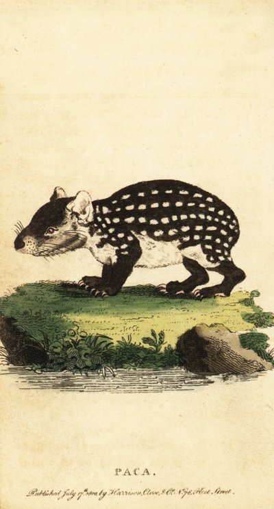 الباكا المنخفضة أو المرقطة ، Cuniculus paca. ، 1800 (نقش) بواسطة جاك دي سيف