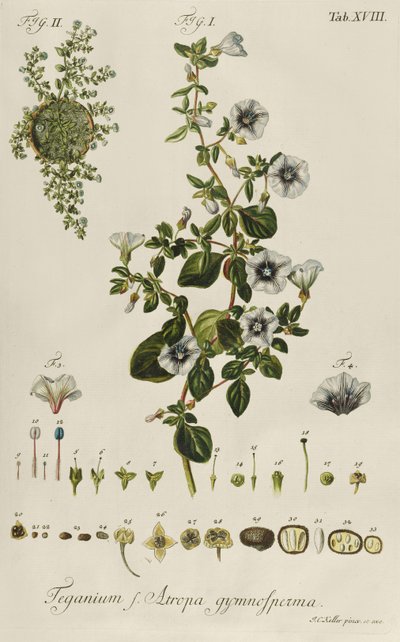 اللبلاب: Teganius f. Atropa gymnosperma من "النباتات النادرة" بواسطة جاكوب كريستوفر كيلر