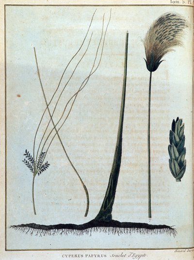 بردية Cyperus ، سلالة من مصر - في "" رحلة إلى النوبة والحبشة لاكتشاف منابع النيل خلال الأعوام 1768 إلى 1772 "، بقلم جيمس بروس ، المجلد. 1 ، باريس بواسطة جيمس بروس