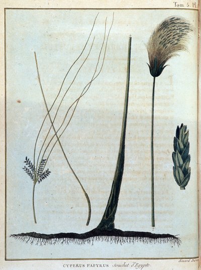 بردية Cyperus ، سلالة من مصر - في "" رحلة إلى النوبة والحبشة لاكتشاف منابع النيل خلال الأعوام 1768 إلى 1772 "، بقلم جيمس بروس ، المجلد. 1 ، باريس بواسطة جيمس بروس