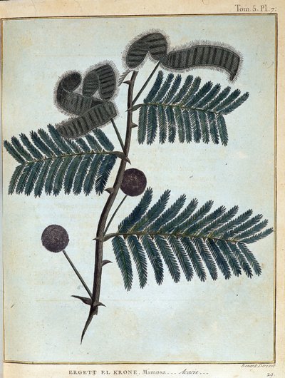 Ergett el Krone، mimosa - acacia - in "" رحلة في النوبة والحبشة لاكتشاف منابع النيل خلال الأعوام 1768 a 1772 "، بقلم جيمس بروس ، المجلد. 1 ، باريس بواسطة جيمس بروس