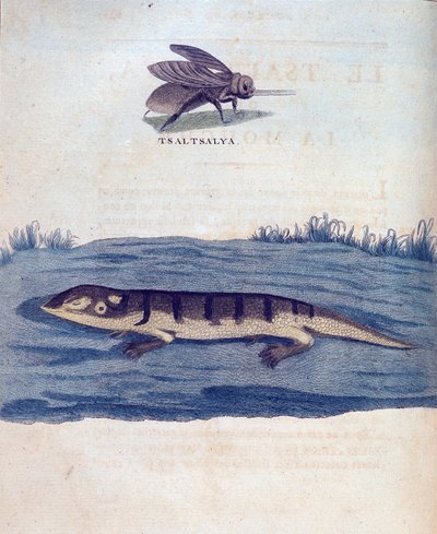 Fly and lezard - في "" رحلة في النوبة والحبشة لاكتشاف منابع النيل خلال الأعوام 1768 إلى 1772 "، بقلم جيمس بروس ، باريس بواسطة جيمس بروس