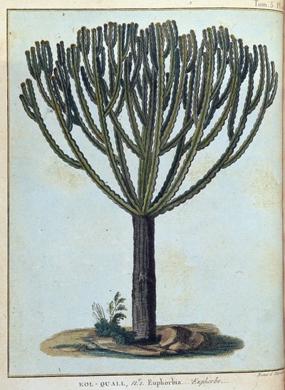 Kol-quall (Kol quall) ، euphorbia (cactus) - في "" رحلة إلى النوبة والحبشة لاكتشاف منابع النيل خلال الأعوام 1768 إلى 1772 "، بقلم جيمس بروس ، المجلد. 1 ، باريس بواسطة جيمس بروس