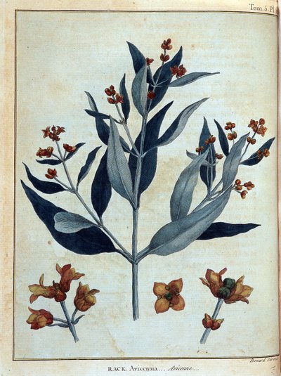 Rack، avicenne - in "" رحلة في النوبة والحبشة لاكتشاف منابع النيل خلال الأعوام 1768 إلى 1772 "، بقلم جيمس بروس ، المجلد. 1 ، باريس بواسطة جيمس بروس