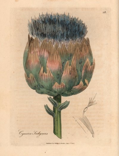 خرشوف مزهر باللونين الأزرق والأرجواني ، Cynara scolymus ، من رسم نباتي لجيمس سوربي من ويليام وودفيل والسير ويليام جاكسون هوكر "علم النبات الطبي" 1832 (نقش على لوح نحاسي ملون يدويًا) بواسطة جيمس (بعد) سوربي