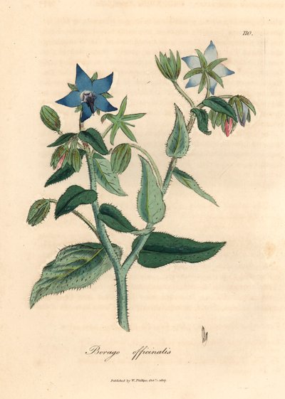لسان الثور الأزرق المزهر ، Borago officinalis ، من رسم نباتي لجيمس سوربي من ويليام وودفيل والسير ويليام جاكسون هوكر "علم النبات الطبي" عام 1832 (نقش على صفيحة نحاسية ملونة يدويًا) بواسطة جيمس (بعد) سوربي