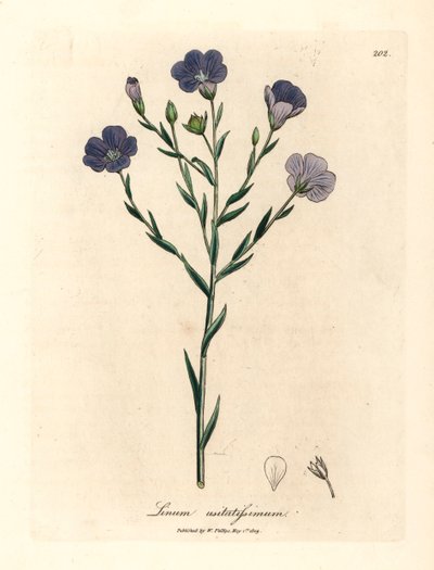 الكتان الأزرق المزهر ، Linum usitatissimum ، من رسم نباتي لجيمس سوربي من ويليام وودفيل والسير ويليام جاكسون هوكر "علم النبات الطبي" 1832 (نقش على صفيحة نحاسية ملونة يدويًا) بواسطة جيمس (بعد) سوربي