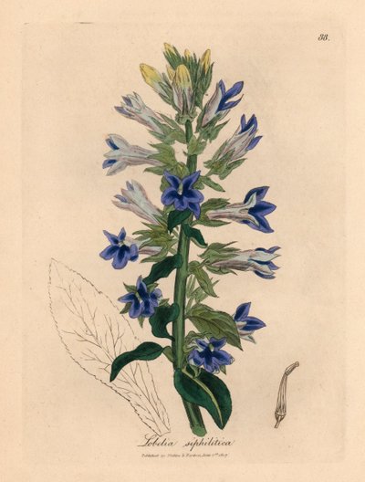 اللوبيليا الزرقاء المزهرة أو زهرة الكاردينال ، Lobelia siphilitica ، من رسم نباتي لجيمس سوربي من ويليام وودفيل والسير ويليام جاكسون هوكر "النبات الطبي" 1832 (نقش على لوح نحاسي ملون يدويًا) بواسطة جيمس (بعد) سوربي