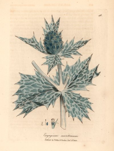 هولي البحر الأزرق المزهر أو الإرينغو ، Eryngium maritinum ، من رسم نباتي لجيمس سوربي من ويليام وودفيل والسير ويليام جاكسون هوكر "علم النبات الطبي" 1832 (نقش على لوح نحاسي ملون يدويًا) بواسطة جيمس (بعد) سوربي