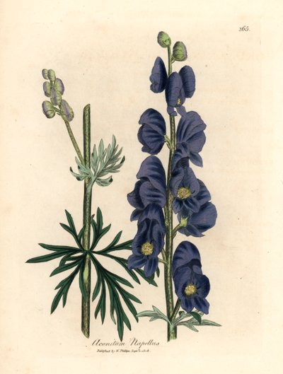 لعنة الذئب الأزرق المزهر أو غطاء الراهب ، Aconitum napellus ، من رسم نباتي لجيمس سوربي من ويليام وودفيل والسير ويليام جاكسون هوكر "علم النبات الطبي" 1832 (نقش على لوح نحاسي ملون يدويًا) بواسطة جيمس (بعد) سوربي