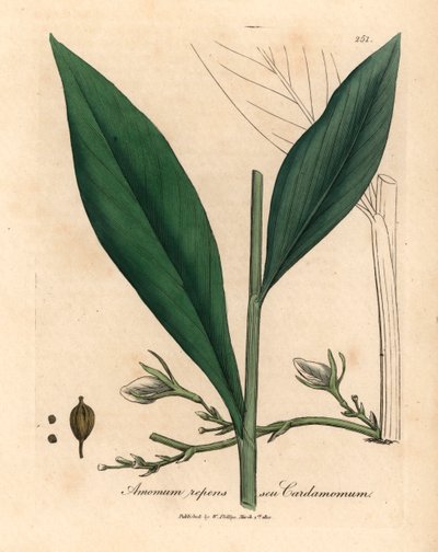 الهيل ، Elettaria Cardamomum ، من رسم نباتي لجيمس سوربي من ويليام وودفيل والسير ويليام جاكسون هوكر "علم النبات الطبي" 1832 (نقش على صفيحة نحاسية ملونة يدويًا) بواسطة جيمس (بعد) سوربي