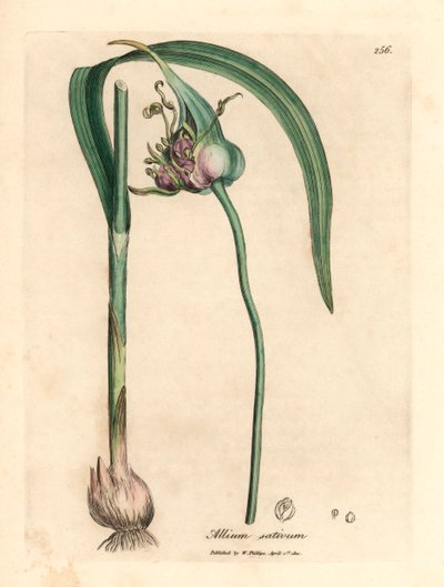 الثوم المزروع الشائع ، Allium sativum ، من رسم نباتي لجيمس سوربي من ويليام وودفيل والسير ويليام جاكسون هوكر "علم النبات الطبي" 1832 (نقش على لوح نحاسي ملون يدويًا) بواسطة جيمس (بعد) سوربي