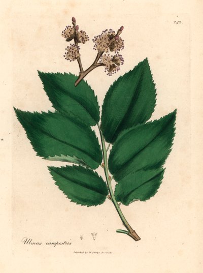 شجرة الدردار الشائعة ، Ulmus campestris ، من رسم نباتي لجيمس سوربي من ويليام وودفيل والسير ويليام جاكسون هوكر "علم النبات الطبي" 1832 (نقش على الصفيحة النحاسية الملونة يدويًا) بواسطة جيمس (بعد) سوربي