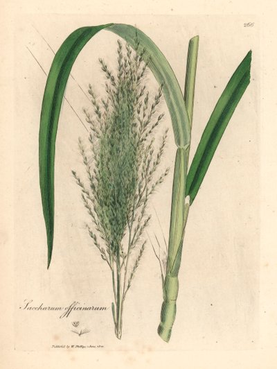 قصب السكر الشائع ، Saccharum officinarum ، من رسم نباتي لجيمس سوربي من ويليام وودفيل والسير ويليام جاكسون هوكر "علم النبات الطبي" 1832 (نقش على صفيحة نحاسية ملونة يدويًا) بواسطة جيمس (بعد) سوربي