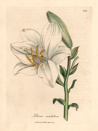 الزنبق الأبيض الشائع ، Lilium candidum ، من رسم نباتي لجيمس سوربي من ويليام وودفيل والسير ويليام جاكسون هوكر "علم النبات الطبي" 1832 (نقش على لوح نحاسي ملون يدويًا) بواسطة جيمس (بعد) سوربي