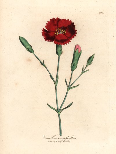 قرنفل قرمزي ، قرنفل قرنفلي ، Dianthus caryophyllus ، من رسم نباتي لجيمس سوربي من ويليام وودفيل والسير ويليام جاكسون هوكر "علم النبات الطبي" 1832 (نقش على لوح نحاسي ملون يدويًا) بواسطة جيمس (بعد) سوربي