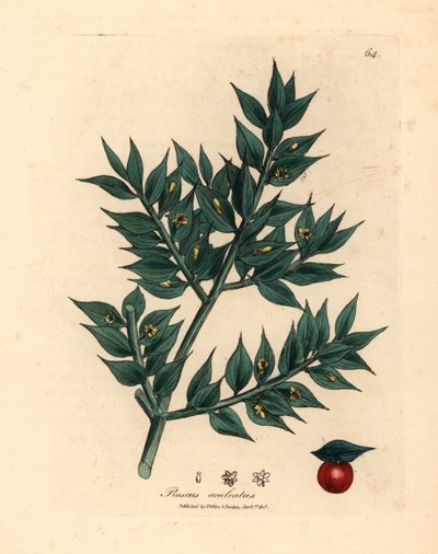 مكنسة الجزار الخضراء المزهرة ، Ruscus aculeatus ، من رسم نباتي لجيمس سوربي من ويليام وودفيل والسير ويليام جاكسون هوكر "علم النبات الطبي" 1832 (نقش على صفيحة نحاسية ملونة يدويًا) بواسطة جيمس (بعد) سوربي