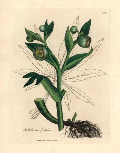 خربق نتنة خضراء أو قدم دب ، Helleborus foetidus ، من رسم نباتي لجيمس سوربي من ويليام وودفيل والسير ويليام جاكسون هوكر "علم النبات الطبي" 1832 (نقش على لوح نحاسي ملون يدويًا) بواسطة جيمس (بعد) سوربي