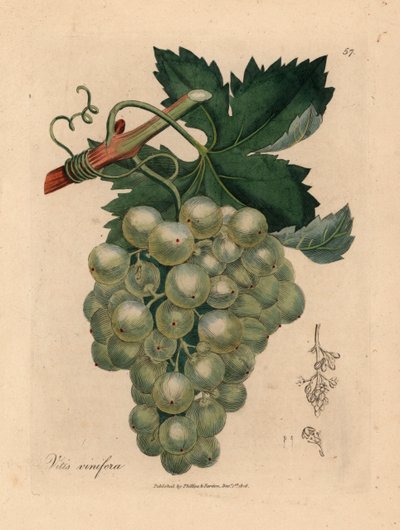 عنب أخضر ، كرمة وأوراق ، Vitis vinifera ، من رسم نباتي لجيمس سوربي من ويليام وودفيل والسير ويليام جاكسون هوكر "علم النبات الطبي" 1832 (نقش على لوح نحاسي ملون يدويًا) بواسطة جيمس (بعد) سوربي
