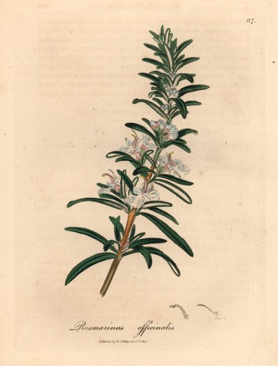 إكليل الجبل المزهر باللون الأزرق الفاتح ، Rosmarinus officinalis ، من رسم نباتي لجيمس سوربي من ويليام وودفيل والسير ويليام جاكسون هوكر "علم النبات الطبي" 1832 (نقش على لوح نحاسي ملون يدويًا) بواسطة جيمس (بعد) سوربي
