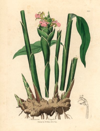 الزنجبيل الضيق الأوراق ، Zingiber officinale ، من رسم نباتي لجيمس سوربي من ويليام وودفيل والسير ويليام جاكسون هوكر "علم النبات الطبي" عام 1832 (نقش على لوح نحاسي ملون يدويًا) بواسطة جيمس (بعد) سوربي