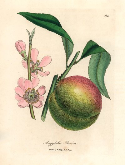 شجرة الخوخ مع الفاكهة الناضجة والزهر الوردي ، Amygdalus persica ، من رسم نباتي لجيمس سوربي من ويليام وودفيل والسير ويليام جاكسون هوكر "علم النبات الطبي" 1832 (نقش على لوح نحاسي ملون يدويًا) بواسطة جيمس (بعد) سوربي