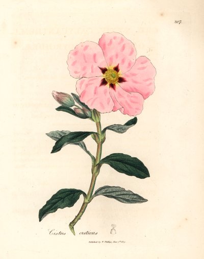 Cretan cistus باللون الوردي ، Cistus creticus ، من رسم نباتي لجيمس سوربي من ويليام وودفيل والسير ويليام جاكسون هوكر "علم النبات الطبي" 1832 (نقش على لوح نحاسي ملون يدويًا) بواسطة جيمس (بعد) سوربي