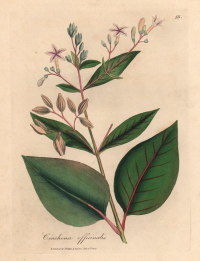 شجرة اللحاء البيروفية الوردية المزهرة ، Cinchona officinalis ، من رسم نباتي لجيمس سوربي من ويليام وودفيل والسير ويليام جاكسون هوكر "علم النبات الطبي" 1832 (نقش على لوح نحاسي ملون يدويًا) بواسطة جيمس (بعد) سوربي