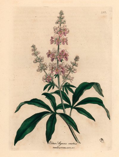 شجرة عفيفة مزهرة وردية اللون ، Vitex agnus castus ، من رسم نباتي لجيمس سوربي من ويليام وودفيل والسير ويليام جاكسون هوكر "علم النبات الطبي" 1832 (نقش على صفيحة نحاسية ملونة يدويًا) بواسطة جيمس (بعد) سوربي
