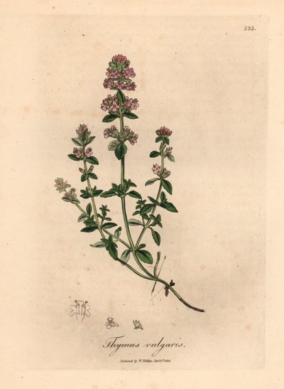 زعتر حديقة وردي مزهر ، Thymus vulgaris ، من رسم نباتي لجيمس سوربي من ويليام وودفيل والسير ويليام جاكسون هوكر "علم النبات الطبي" 1832 (نقش على لوح نحاسي ملون يدويًا) بواسطة جيمس (بعد) سوربي