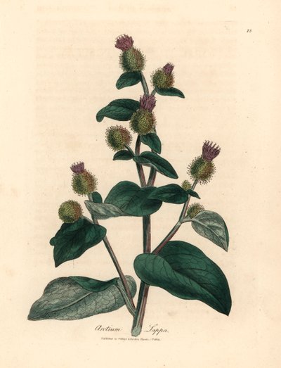 الأرقطيون الأرجواني المزهر ، Arctium lappa ، من رسم نباتي لجيمس سوربي من ويليام وودفيل والسير ويليام جاكسون هوكر "علم النبات الطبي" 1832 (نقش على صفيحة نحاسية ملونة يدويًا) بواسطة جيمس (بعد) سوربي