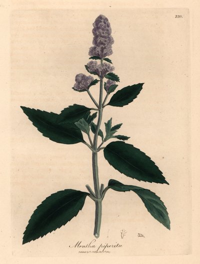 النعناع الأرجواني المزهر ، Mentha piperita ، من رسم نباتي لجيمس سوربي من ويليام وودفيل والسير ويليام جاكسون هوكر "علم النبات الطبي" 1832 (نقش على لوح نحاسي ملون يدويًا) بواسطة جيمس (بعد) سوربي